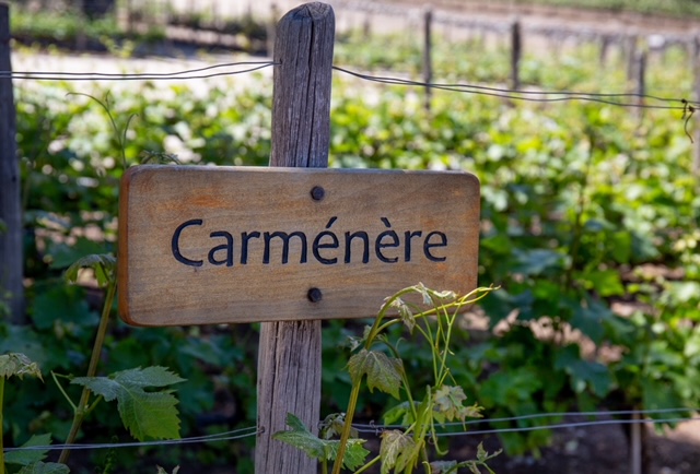  Carménère y meridajes de otoño